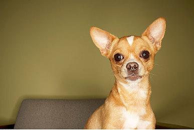 树屋直播展示任天堂Switch 2主机新增GameChat功能